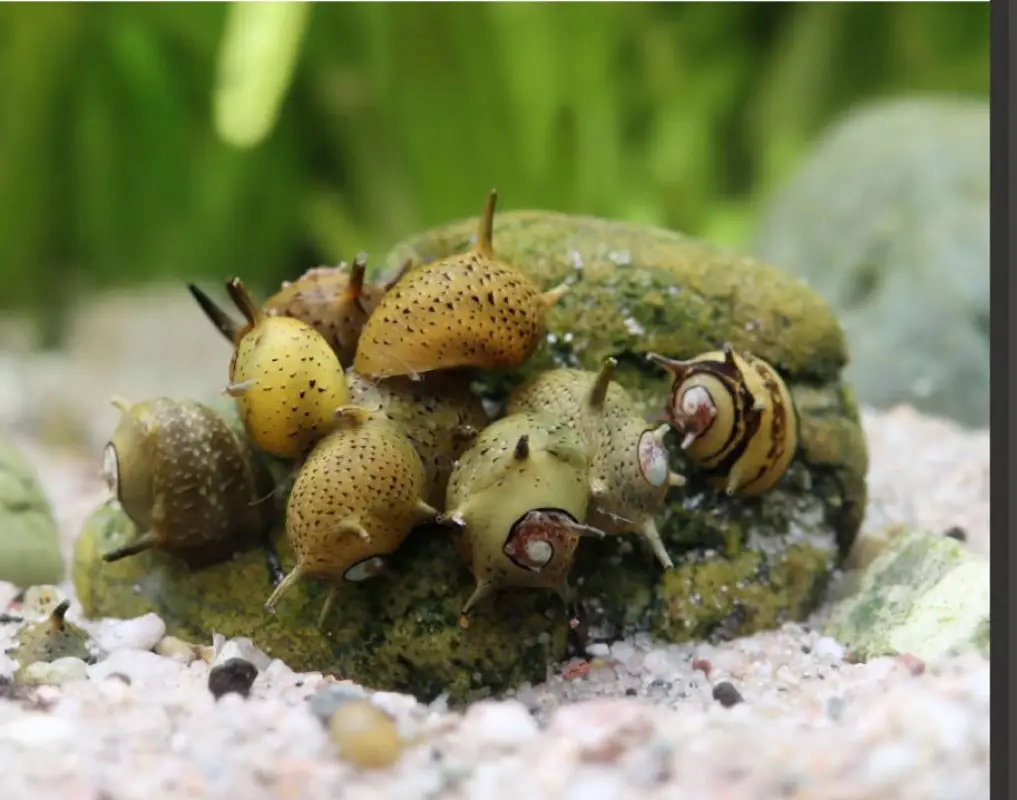 Green Urchin Nerite Snail (Clithon donovani)