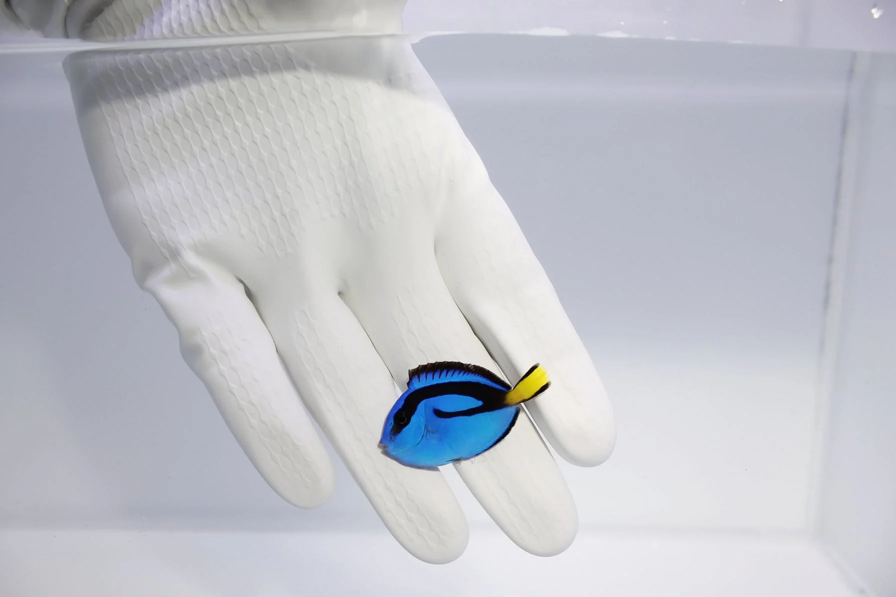 Blue Hippo Tang (Paracanthurus Hephatus)