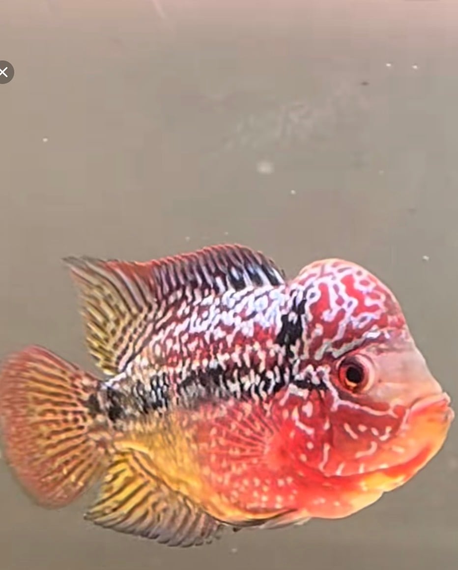 2 tone flowerhorn