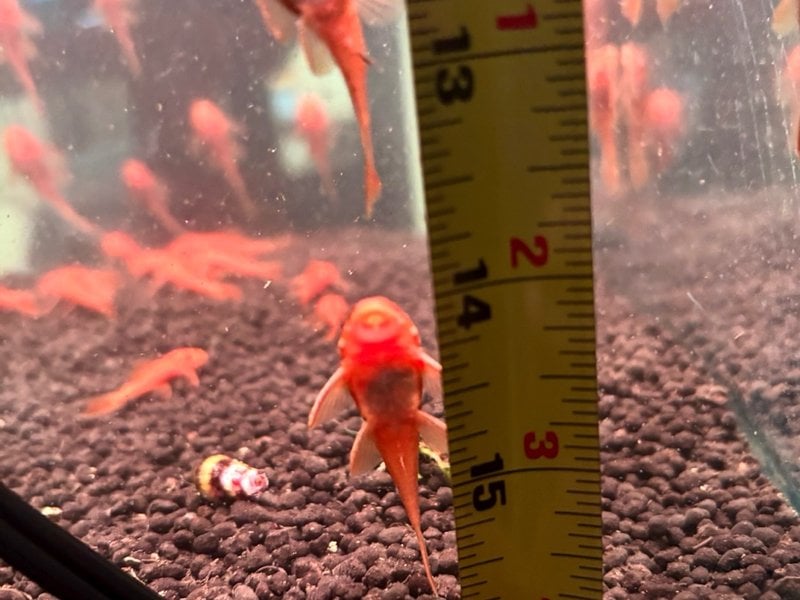 11 PACK SUPER RED BRISTLENOSE PLECO (Ancistrus sp. "Super Red") — Manhattan Tank-Bred Juveniles