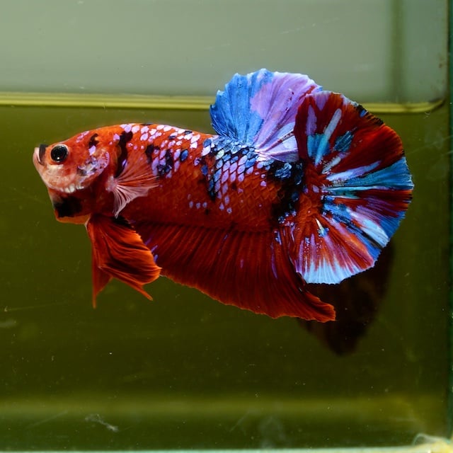 Male Giant Galaxy Red Fancy HMPK Premium Thailand(7 cm)