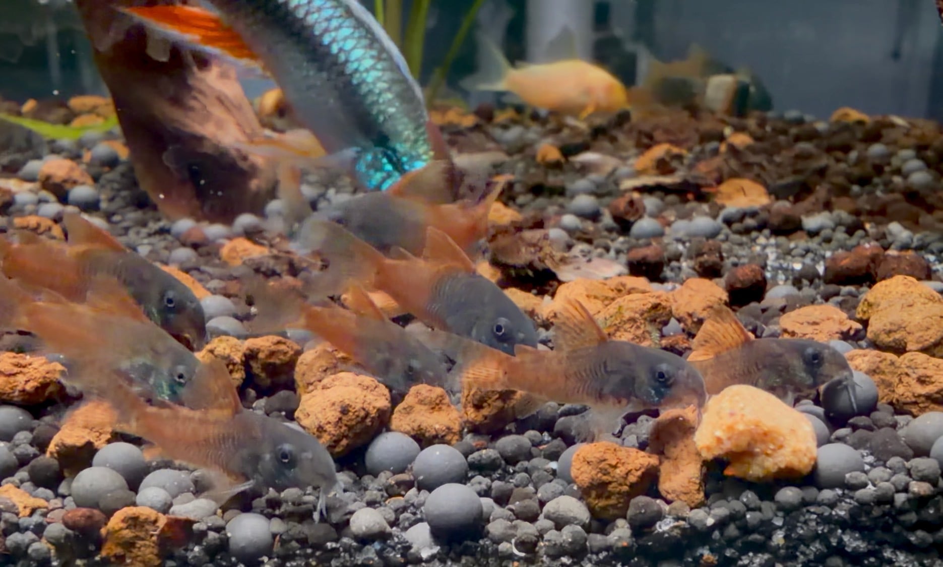 10 F1 Rio Tomo Concolors free shipping