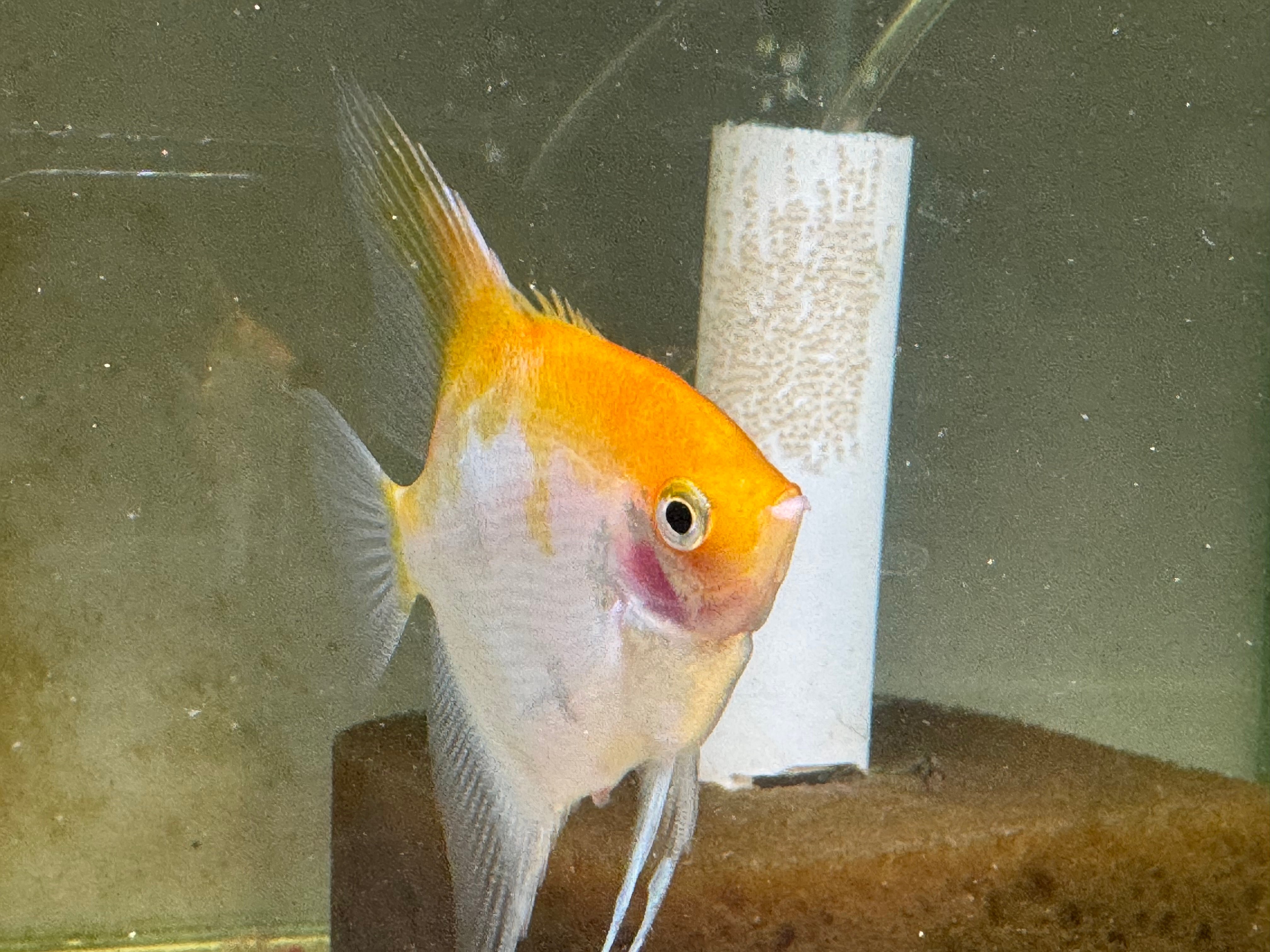 Proven Sunset Angelfish Breeding Pair, standard fin