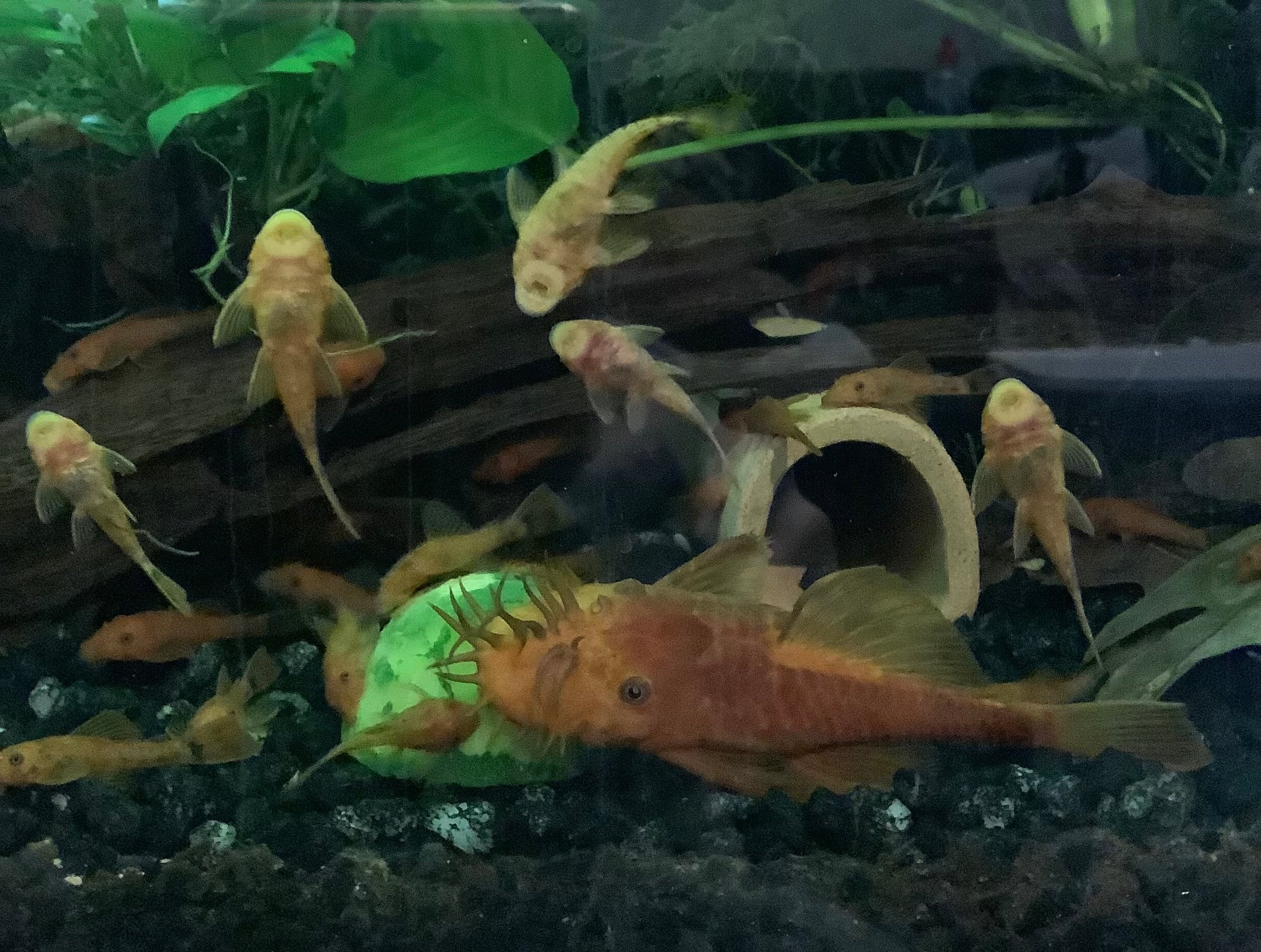 6 + 1 SF Super Red Ancistrus