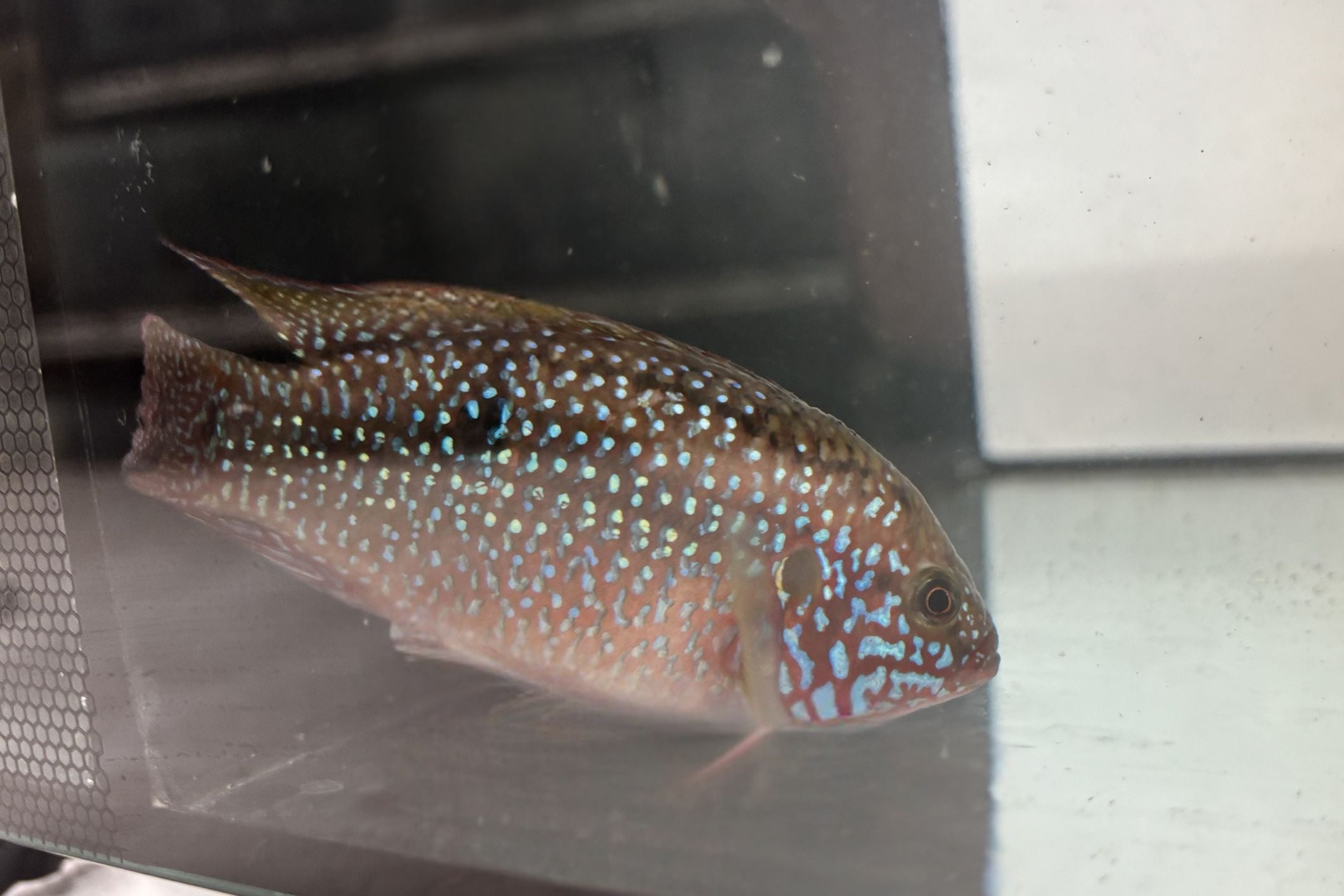 Red Dwarf Jewel Cichlid 4"