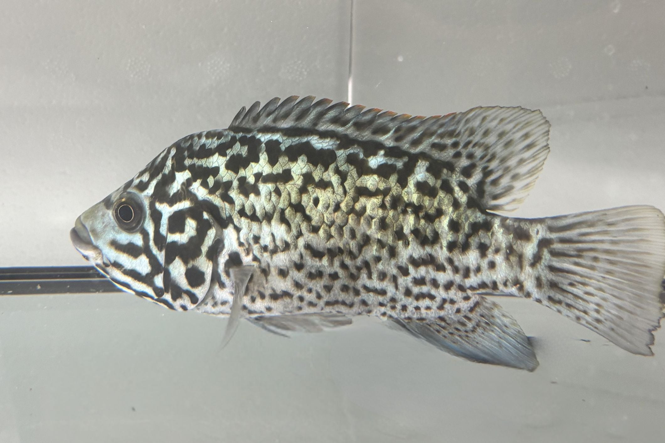 Cuban Tetracanthus Cichlid 5"
