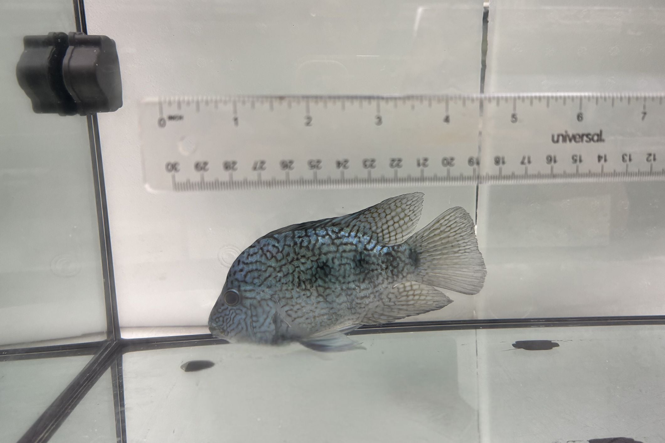 Electric Blue Texas Cichlid 4"