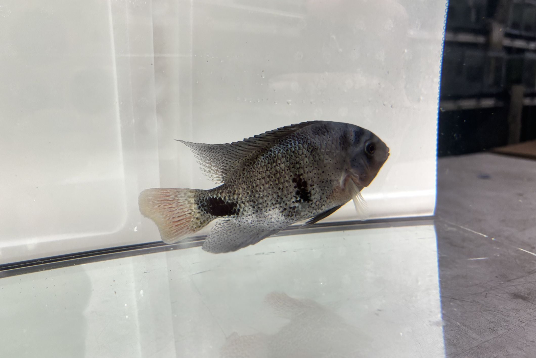 Black Belt Cichlid 5"
