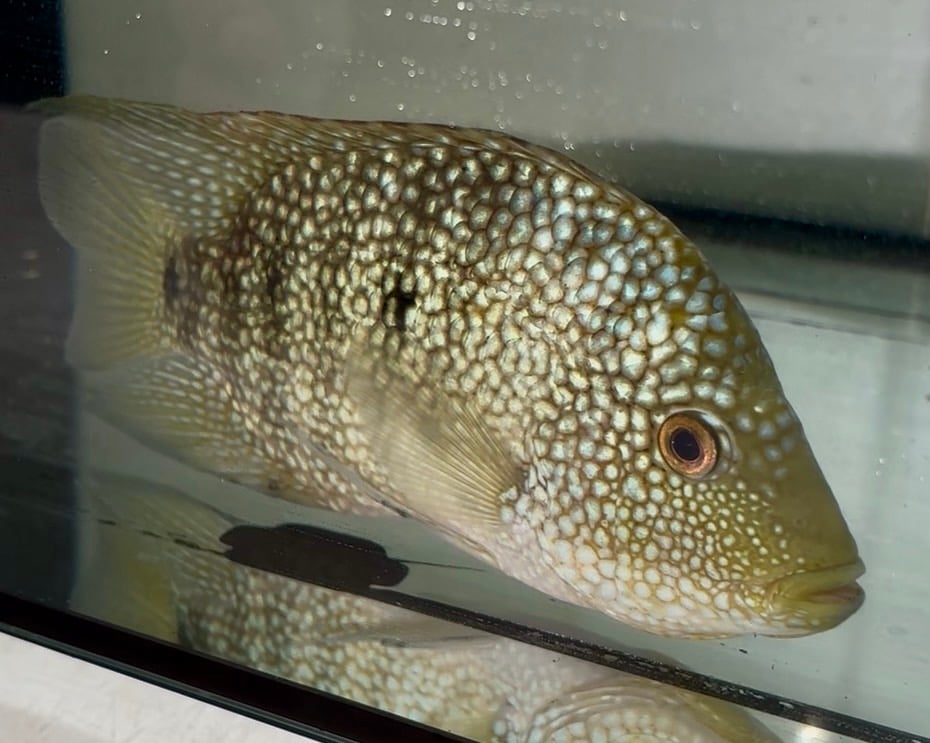Green Texas Cichlid 5"