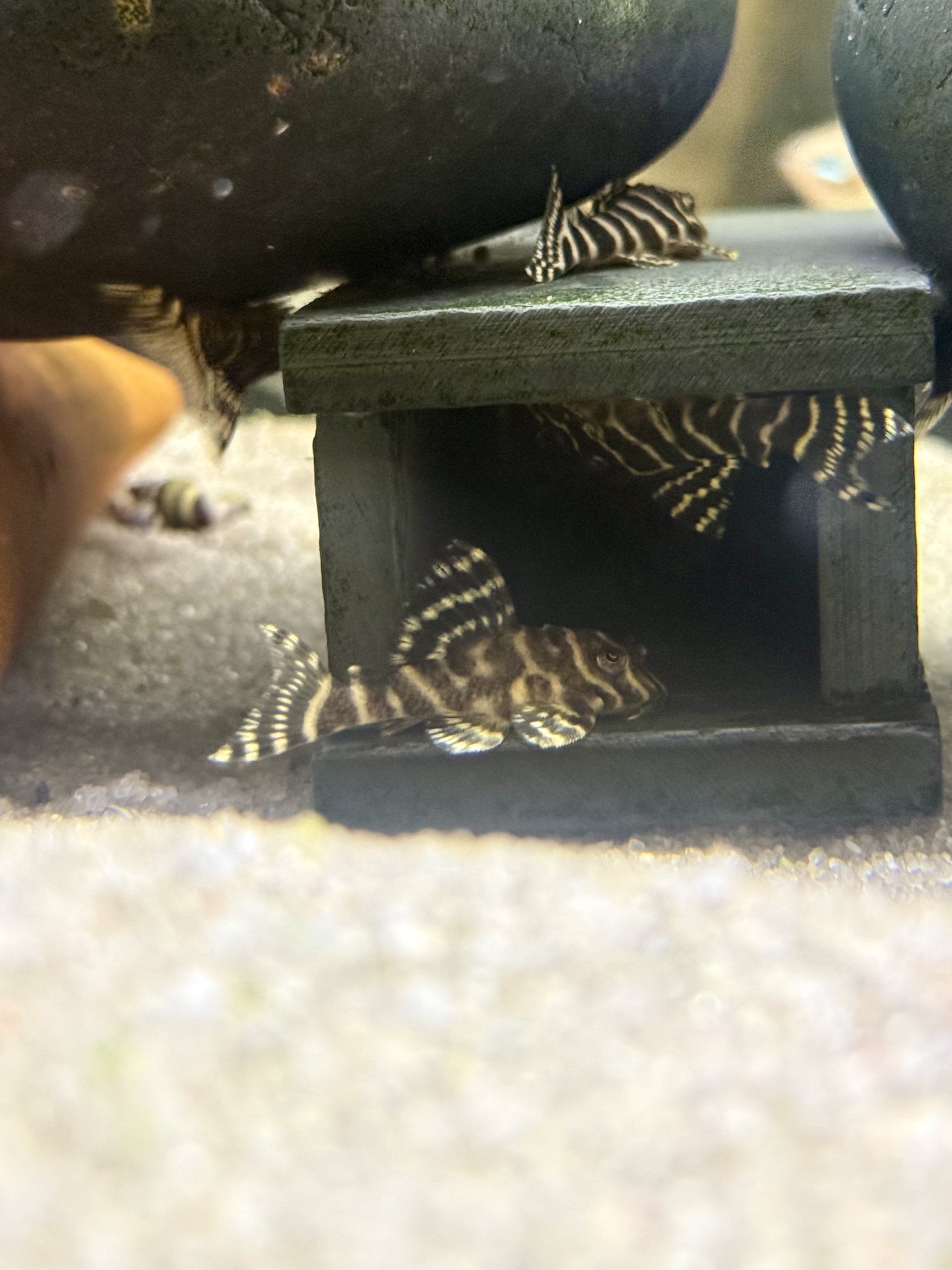 4 L333 Yellow Tiger King Plecos!
