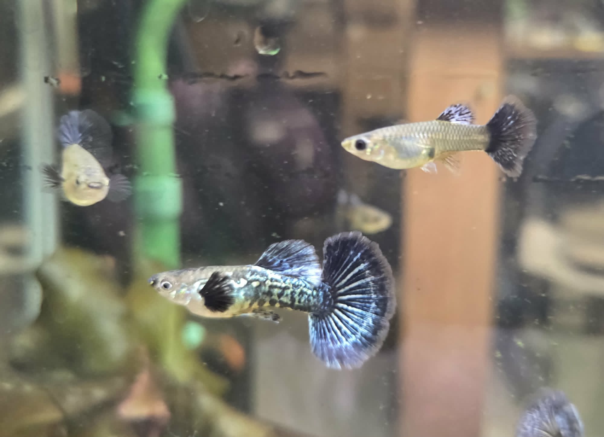 Blue Dragon Guppy Trio