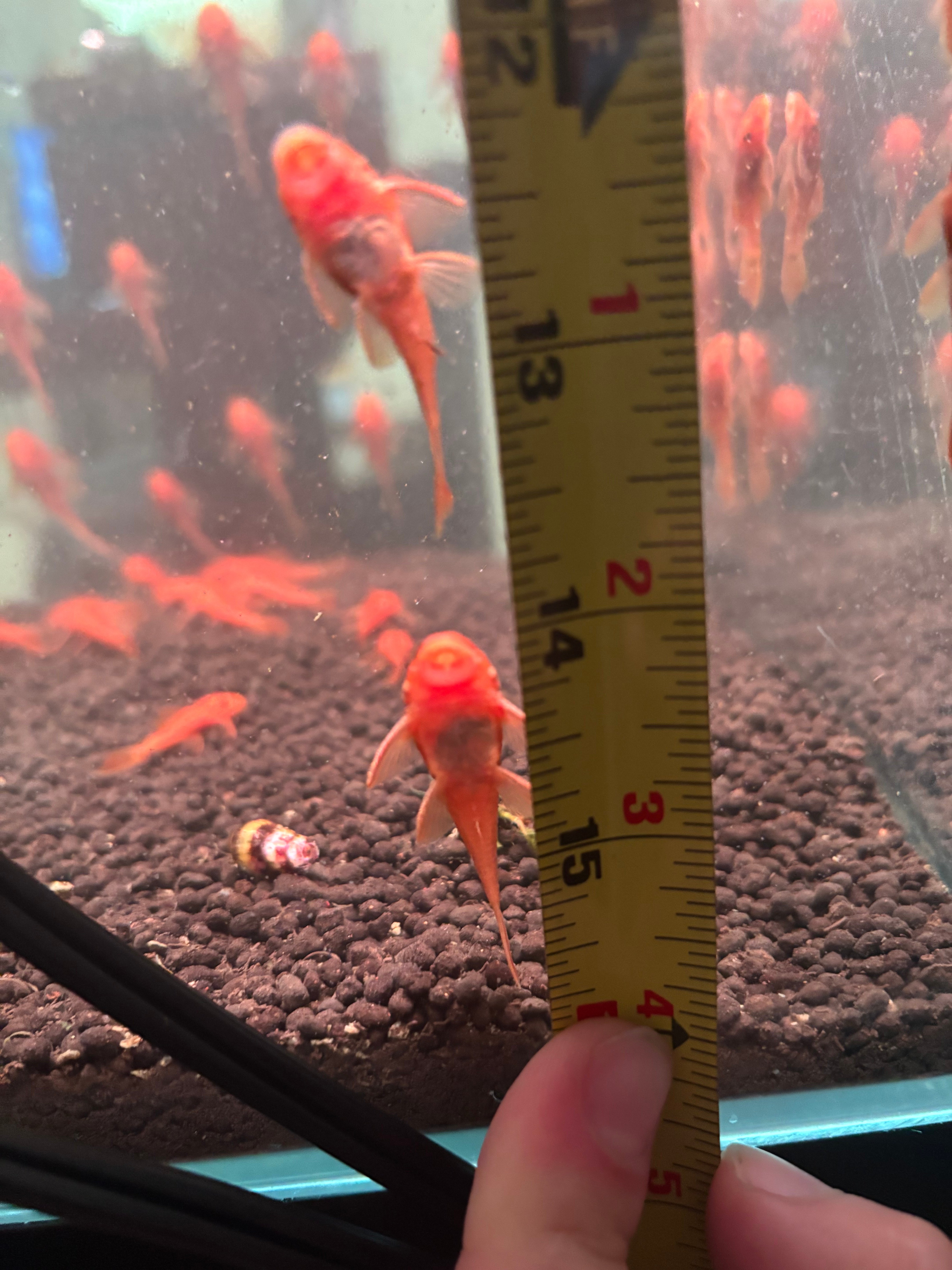 3 PACK SUPER RED BRISTLENOSE PLECO (Ancistrus sp. "Super Red") — Manhattan Tank-Bred Juveniles