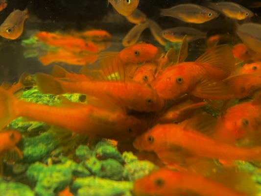 Six Super Red Pleco