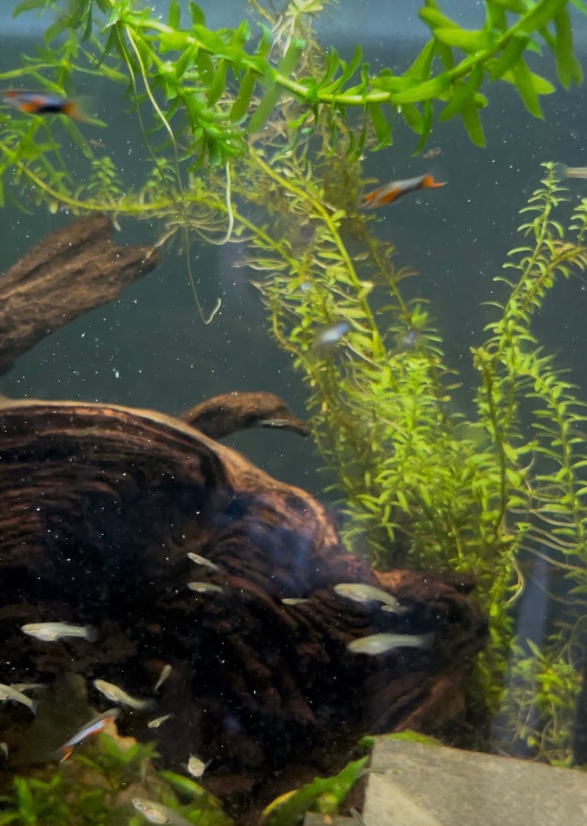 Blue Star Endler Trio