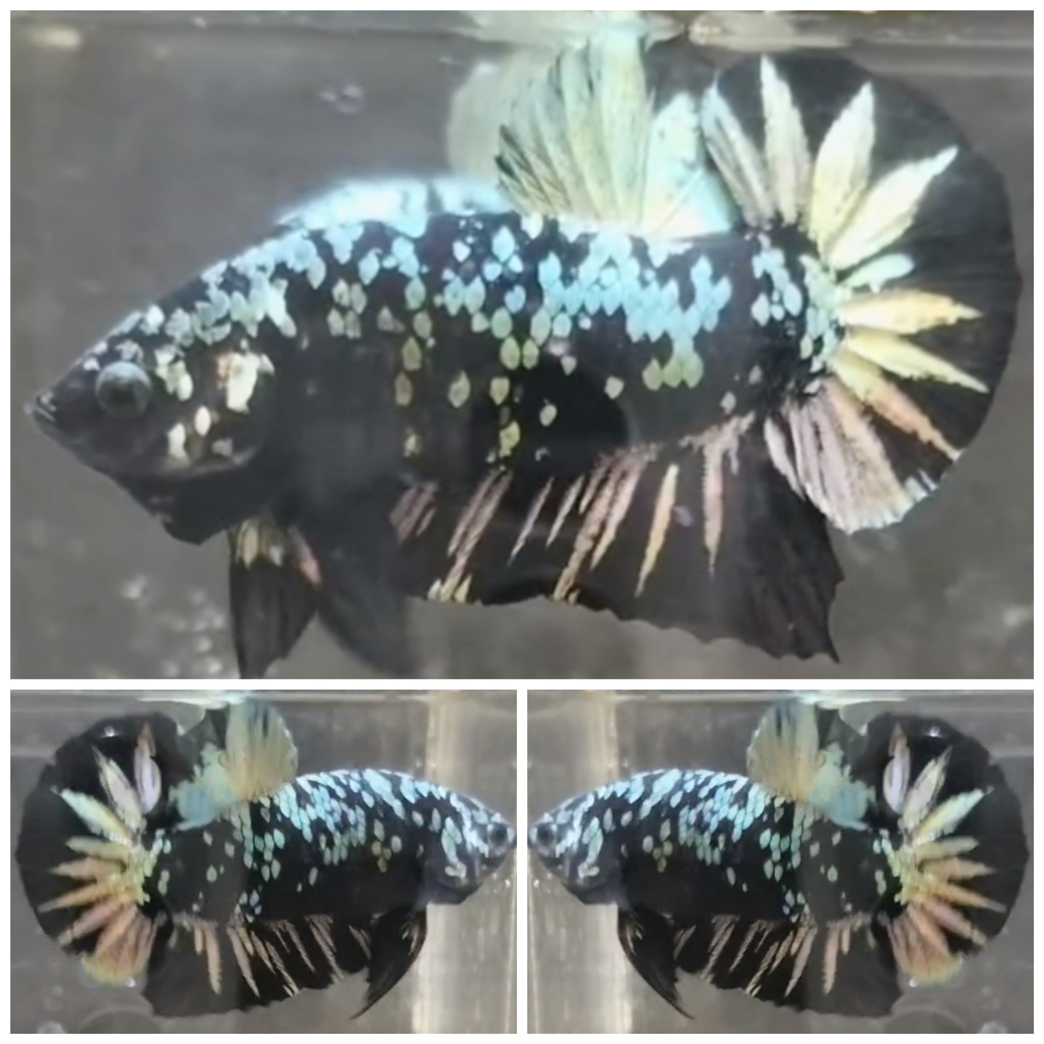 Avatar Copper