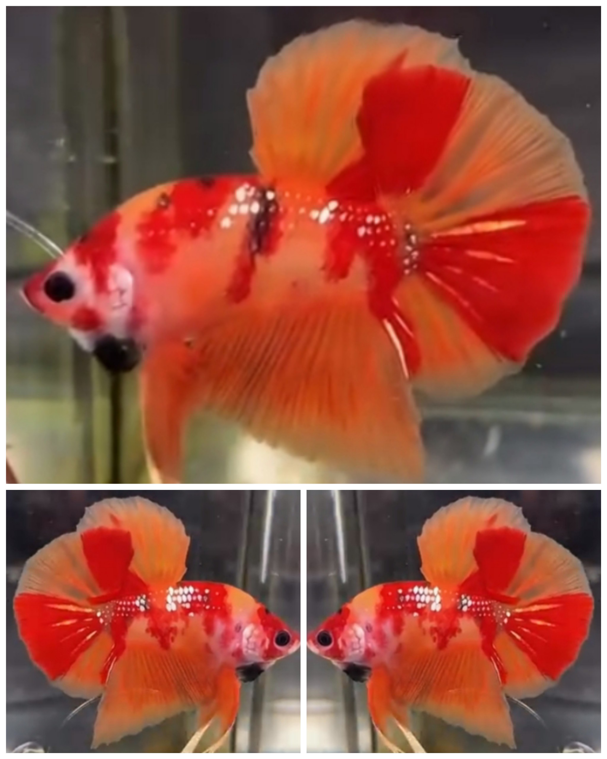 Nemoxy Big Tail