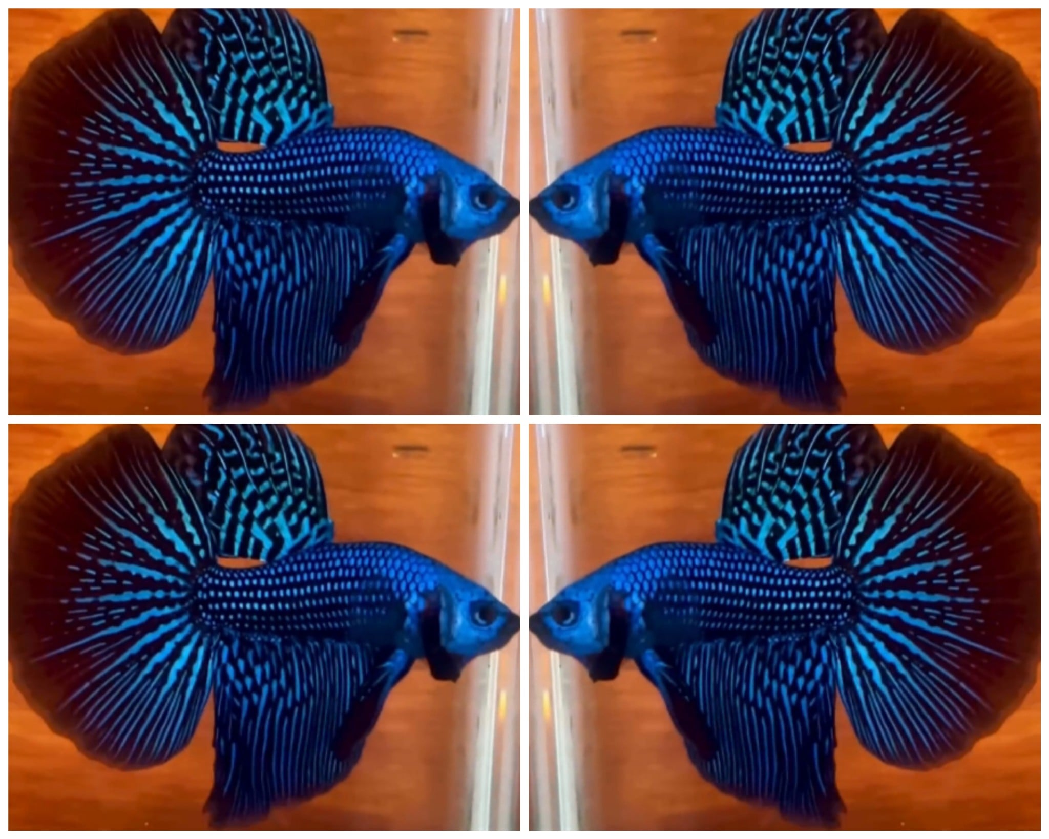 Alien Long Fin