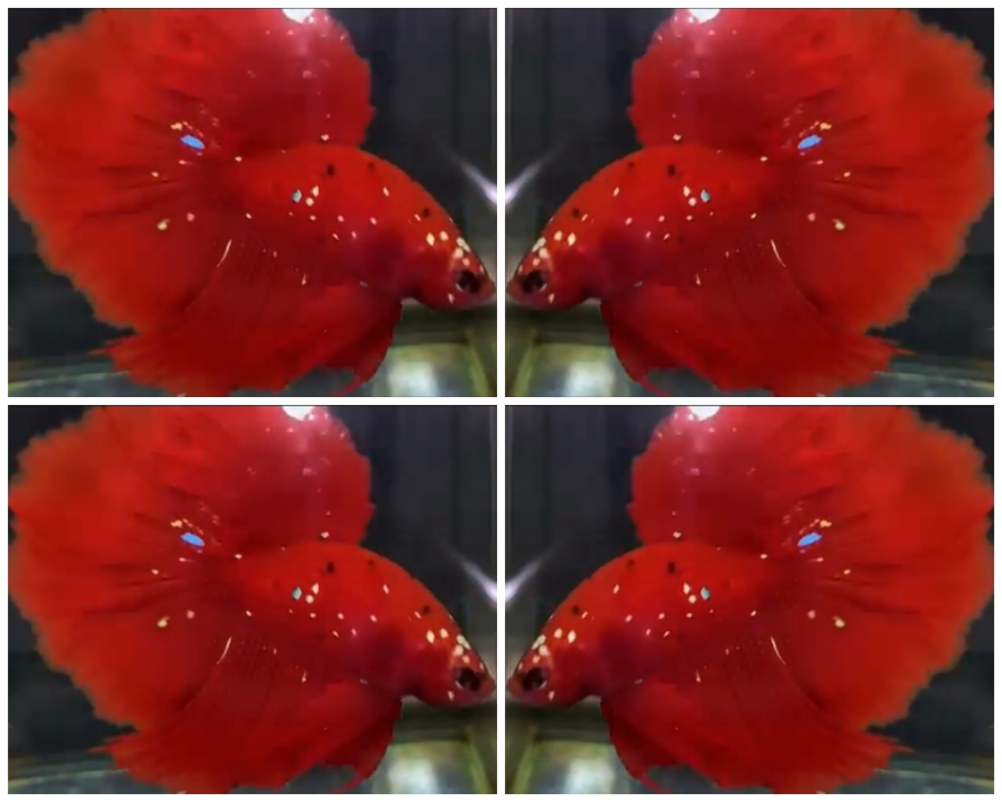 Red Galaxy