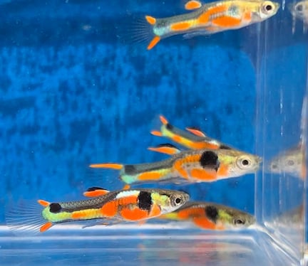 Red Spotted Endlers