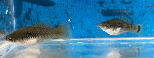 X. variatus zarco