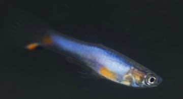 Blue Star Endlers