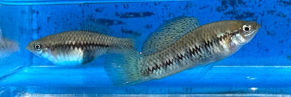 X. birchmanni rio coacuilco