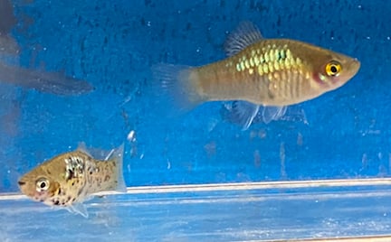 X. maculatus tabasco blue