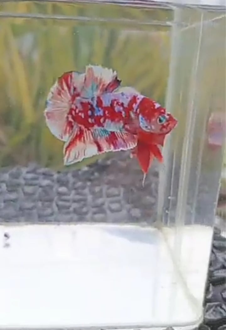 PREMIUM BARONGSAI HMPK MALE | INDONESIA