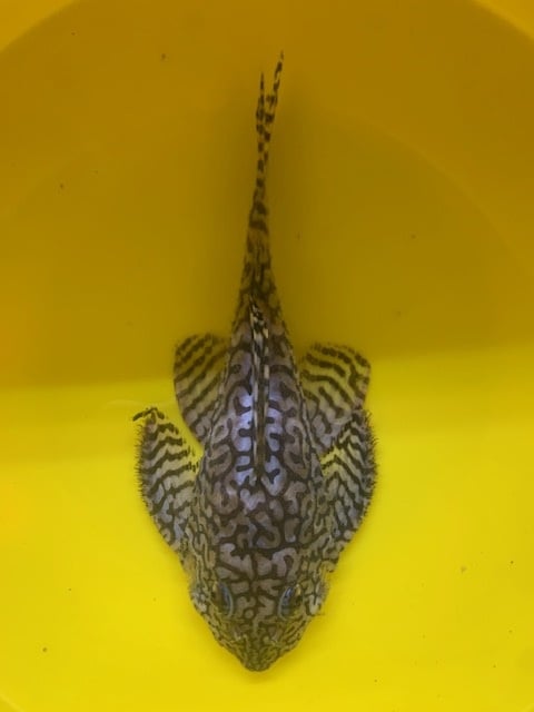 L236 SW Male
