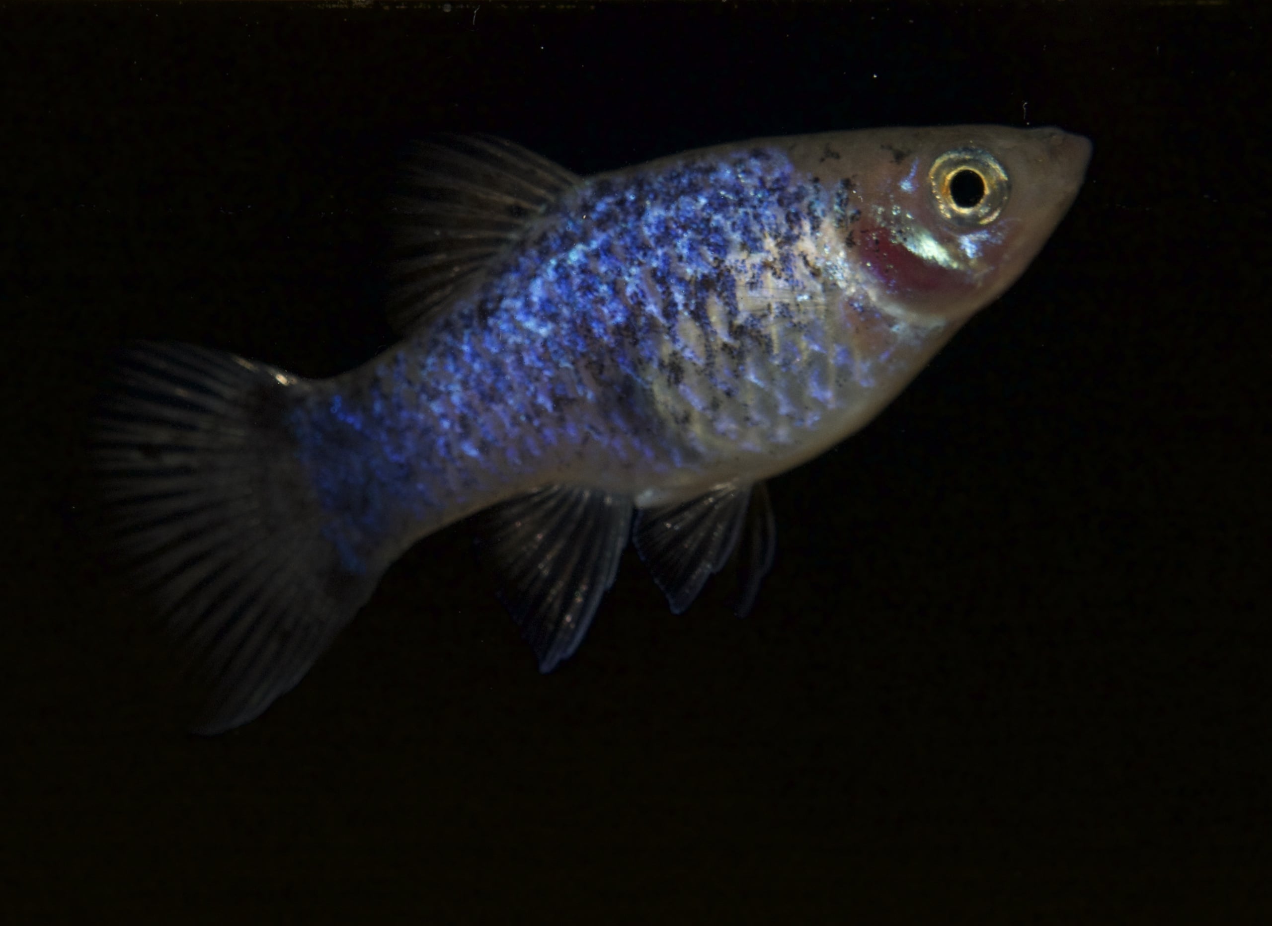 Blue Spotted Platies