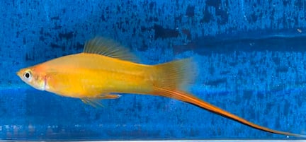Marigold Swordtails