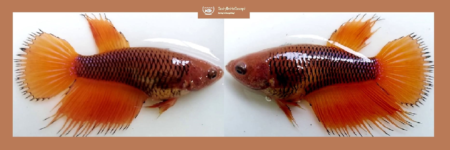 SEXY ORANGE FANCY CROWNTAIL!! #1 (Shipping Cost Included in Price)
