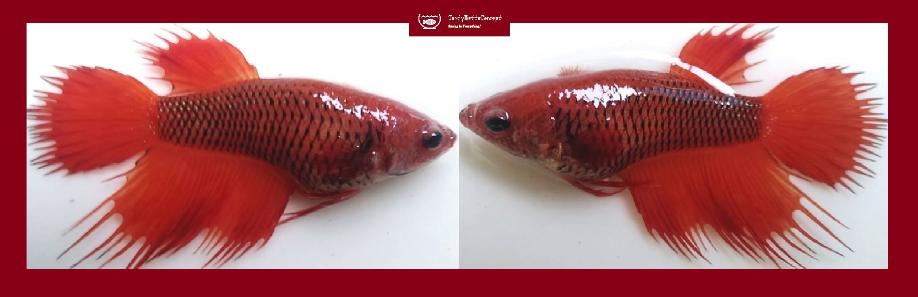 SEXY RED FANCY CROWNTAIL!! #1 (Shipping Cost Included in Price)