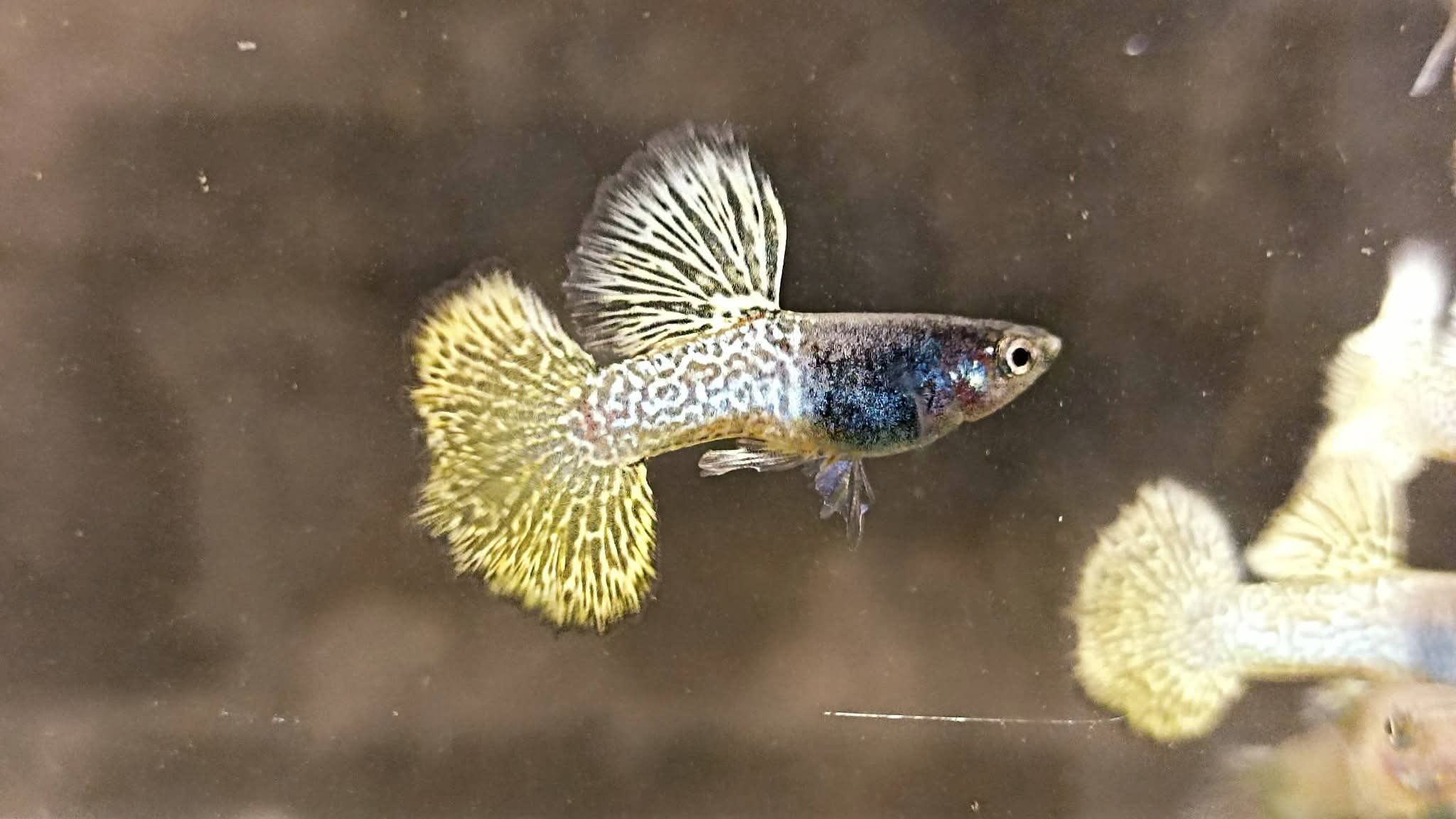 Iron dragon big dorsal trio