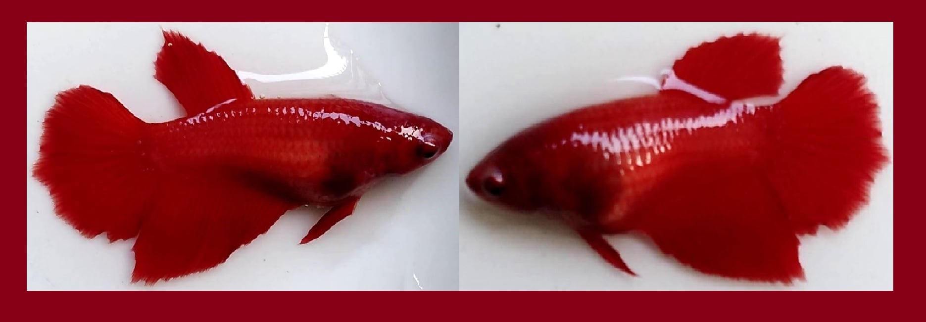 SEXY HALFMOON SUPER RED!! #1 (Shipping Cost Included in Price)