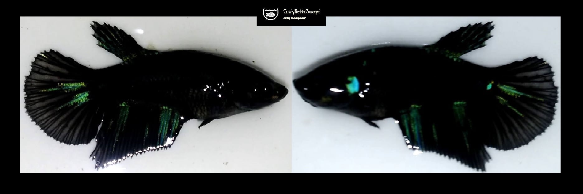 SEXY HALFMOON AVATAR!! #1 (Shipping Cost Included in Price)