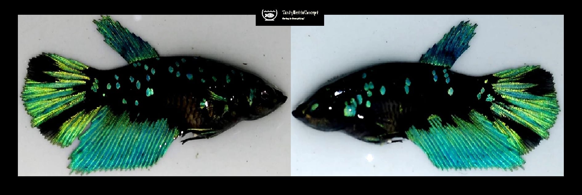 SEXY HALFMOON GREEN AVATAR!! #1 (Shipping Cost Included in Price)