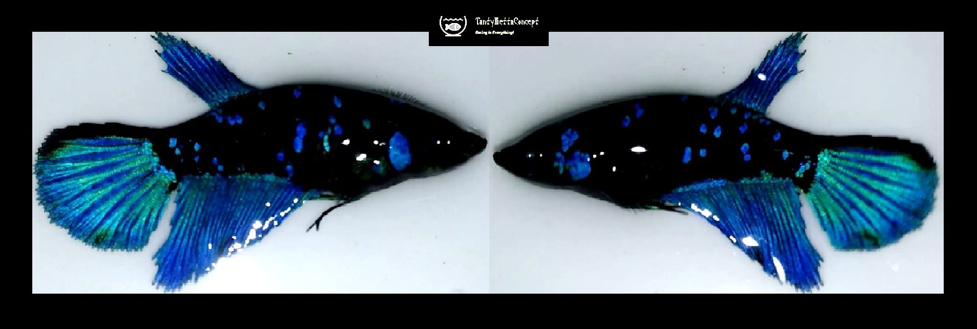 SEXY HALFMOON BLUE AVATAR!! #1 (Shipping Cost Included in Price)