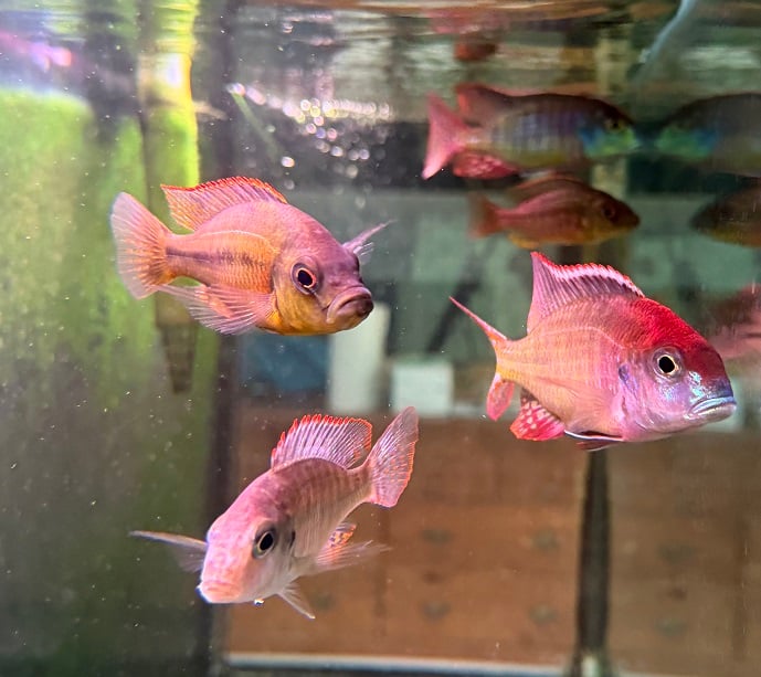 Red Cap Lethrinops (Lethrinops sp. Chirwa) Breeding group
