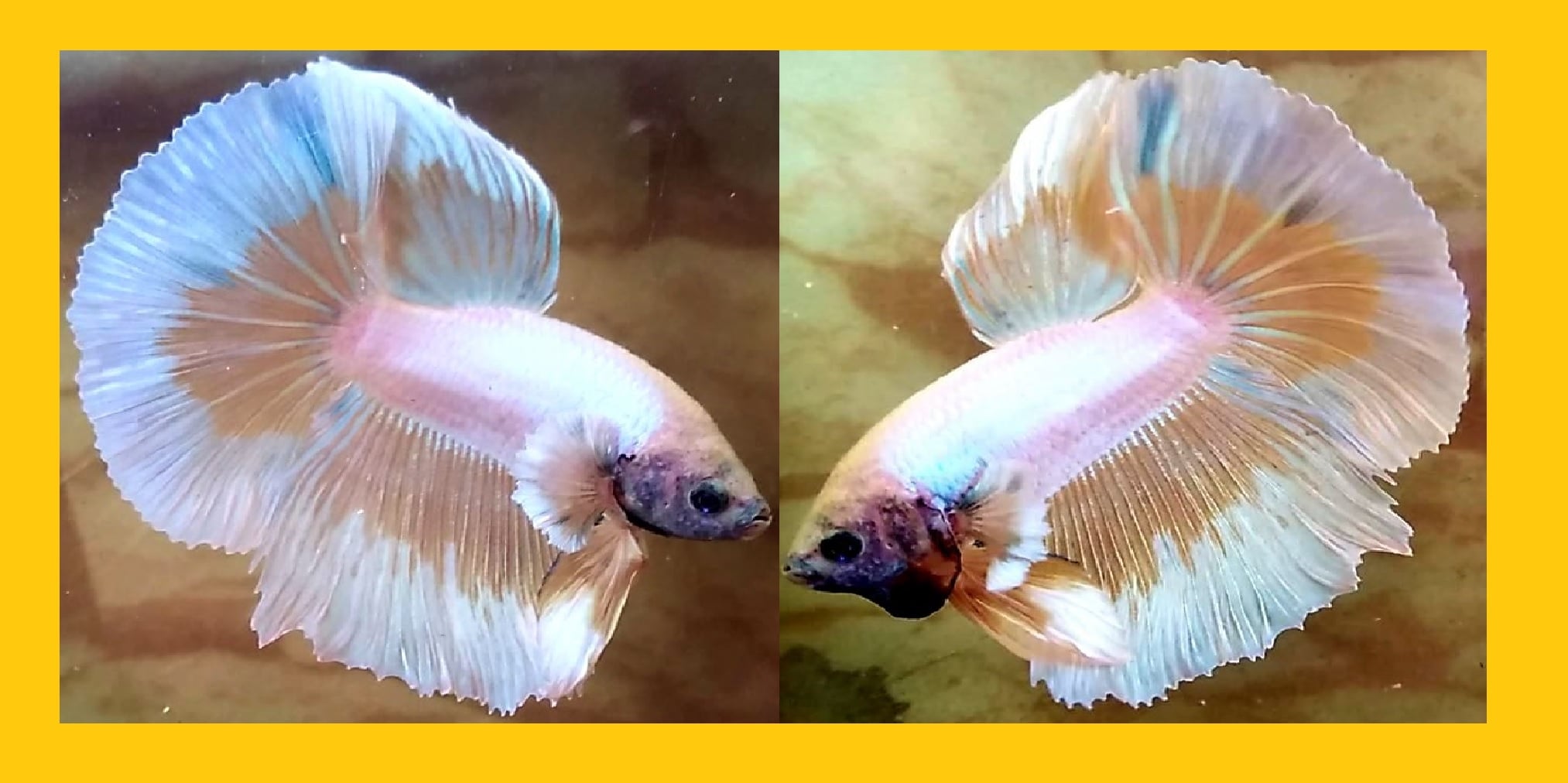 BIG EAR YELLOW FANCY BUTTERFLY!! #1 (Shipping Cost Included in Price)