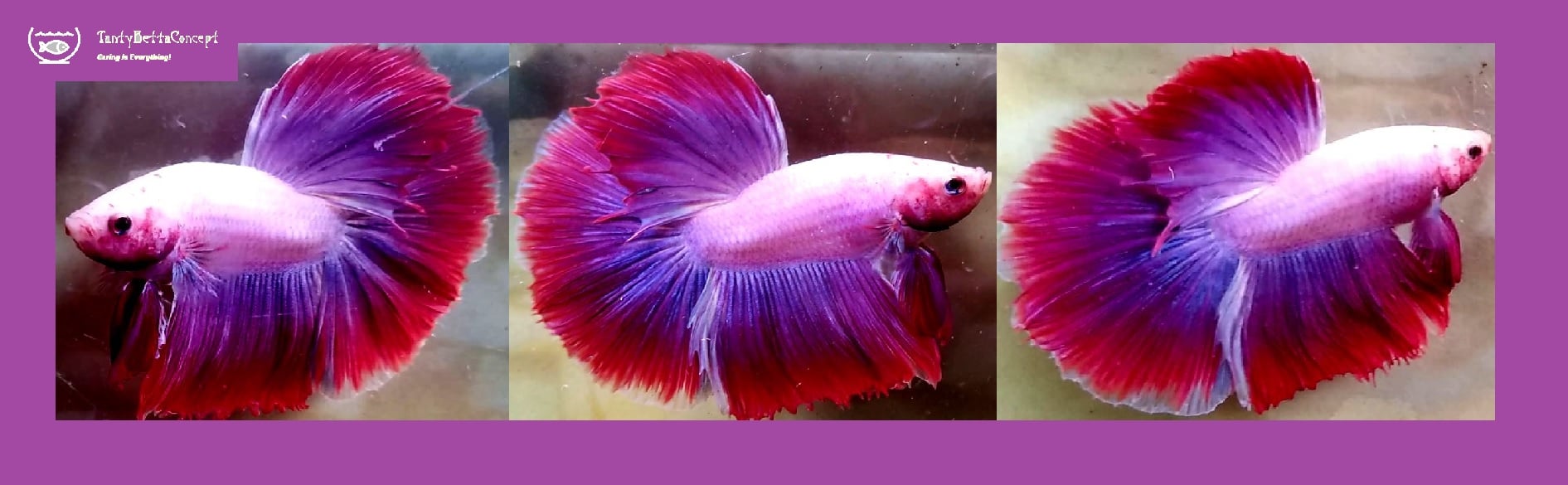 HALFMOON FANCY MASCOT!! #1 (Shipping Cost Included in Price)