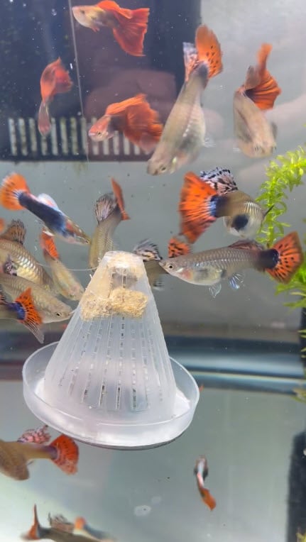 12 jumbo strain of Fancy Guppies
