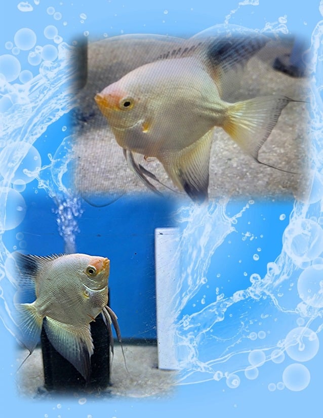 free shipping 10 Bulgarian Green Seal Point Angelfish