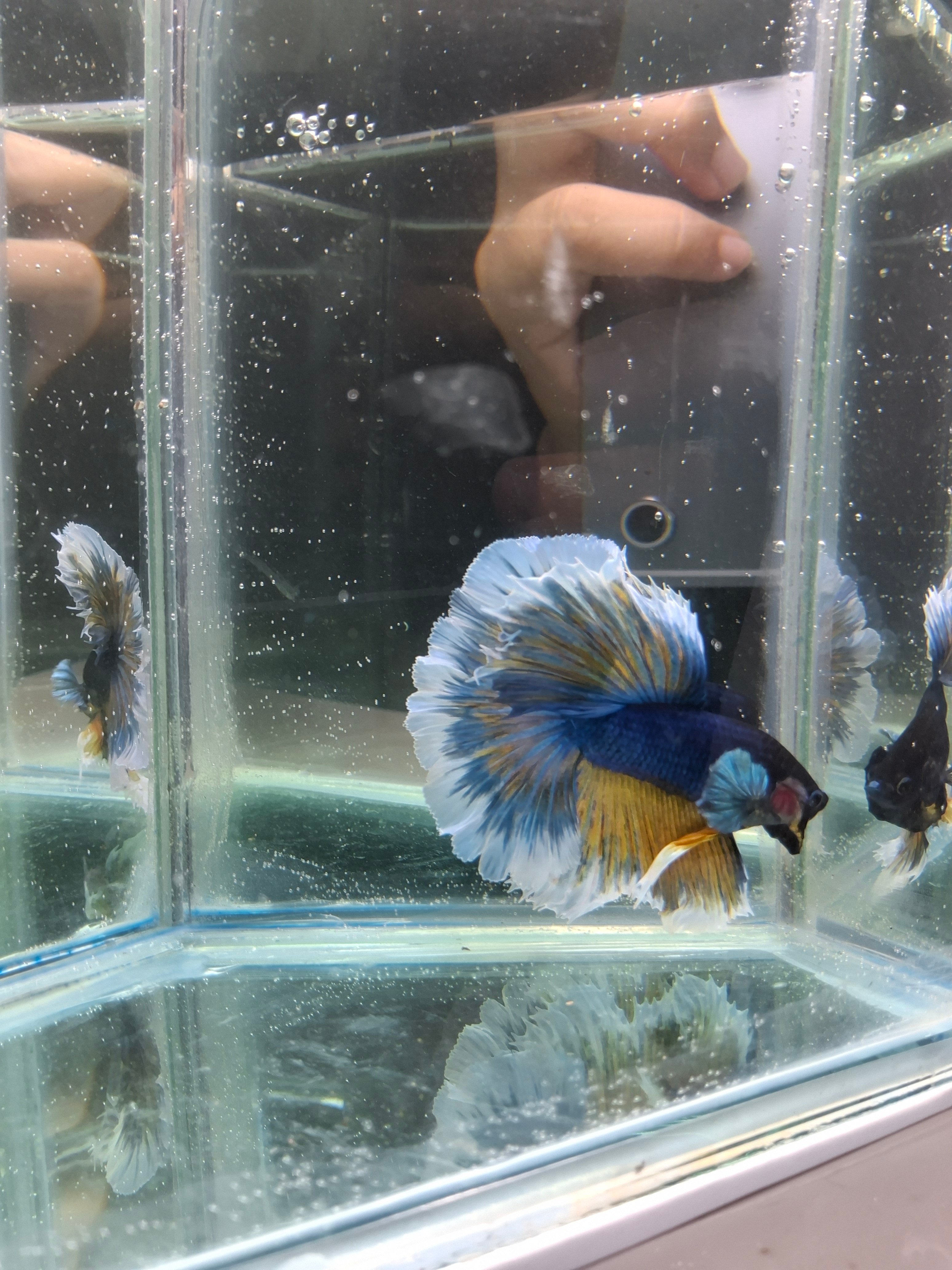 Stunning Blue Salamander Rosetail Halfmoon Betta Male