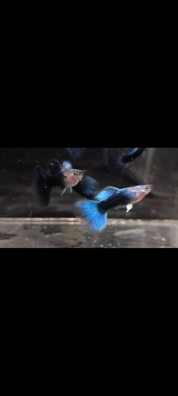 HB Blue pair