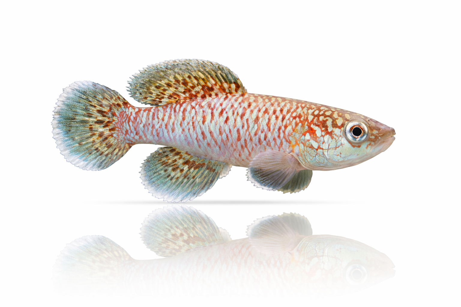 Nothobranchius Eggersi Blue (30 +5 Bonus Eggs)