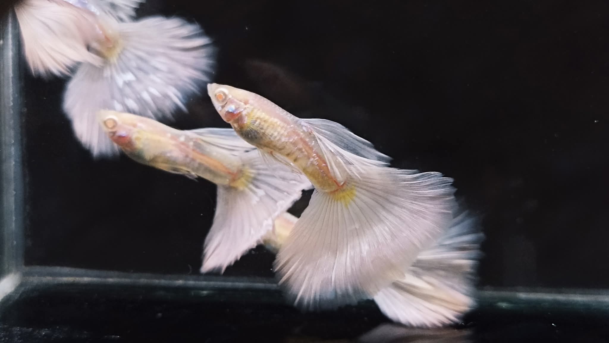 Albino cobra white tail pair