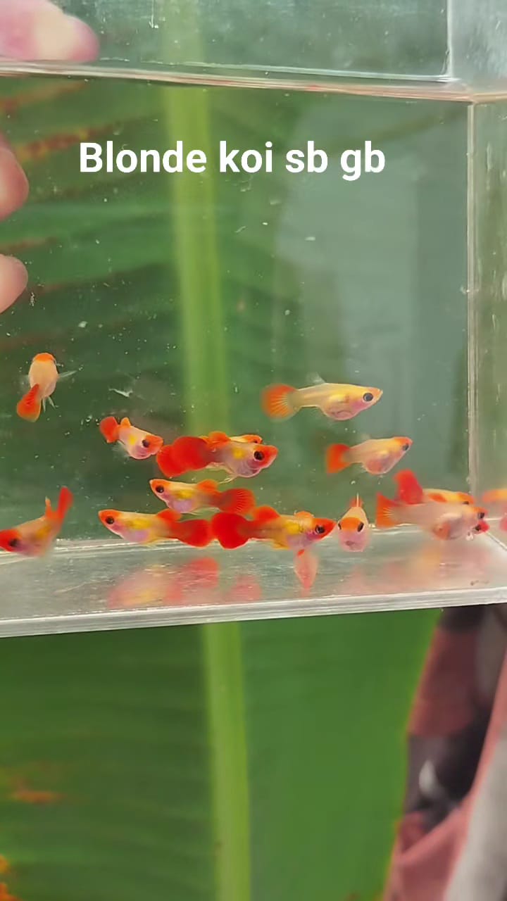 Blonde koi sb gb pair