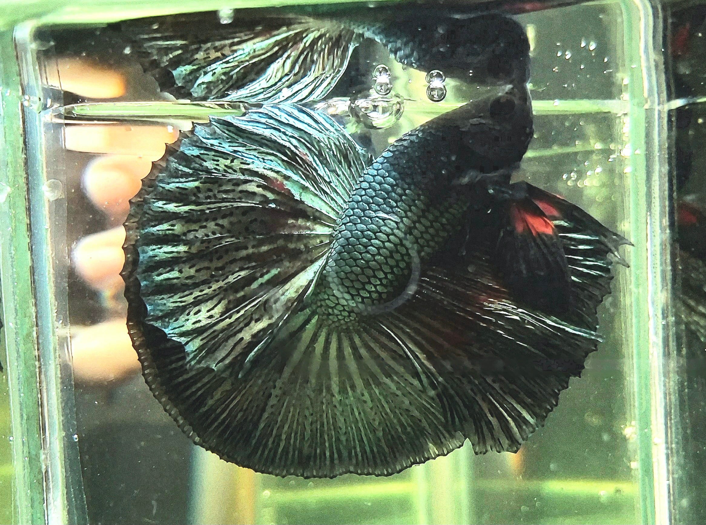 Black Steel Blue HMPK Male
