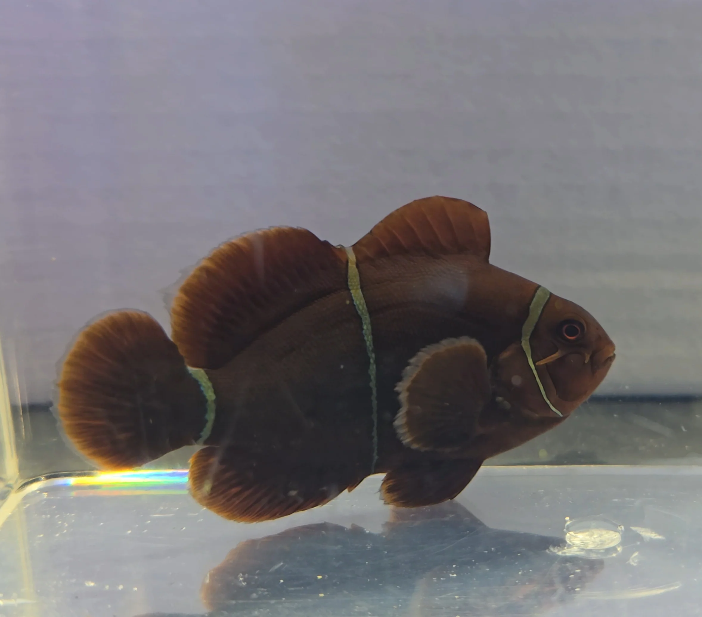 Maroon Clownfish (Large) WYSIWYG
